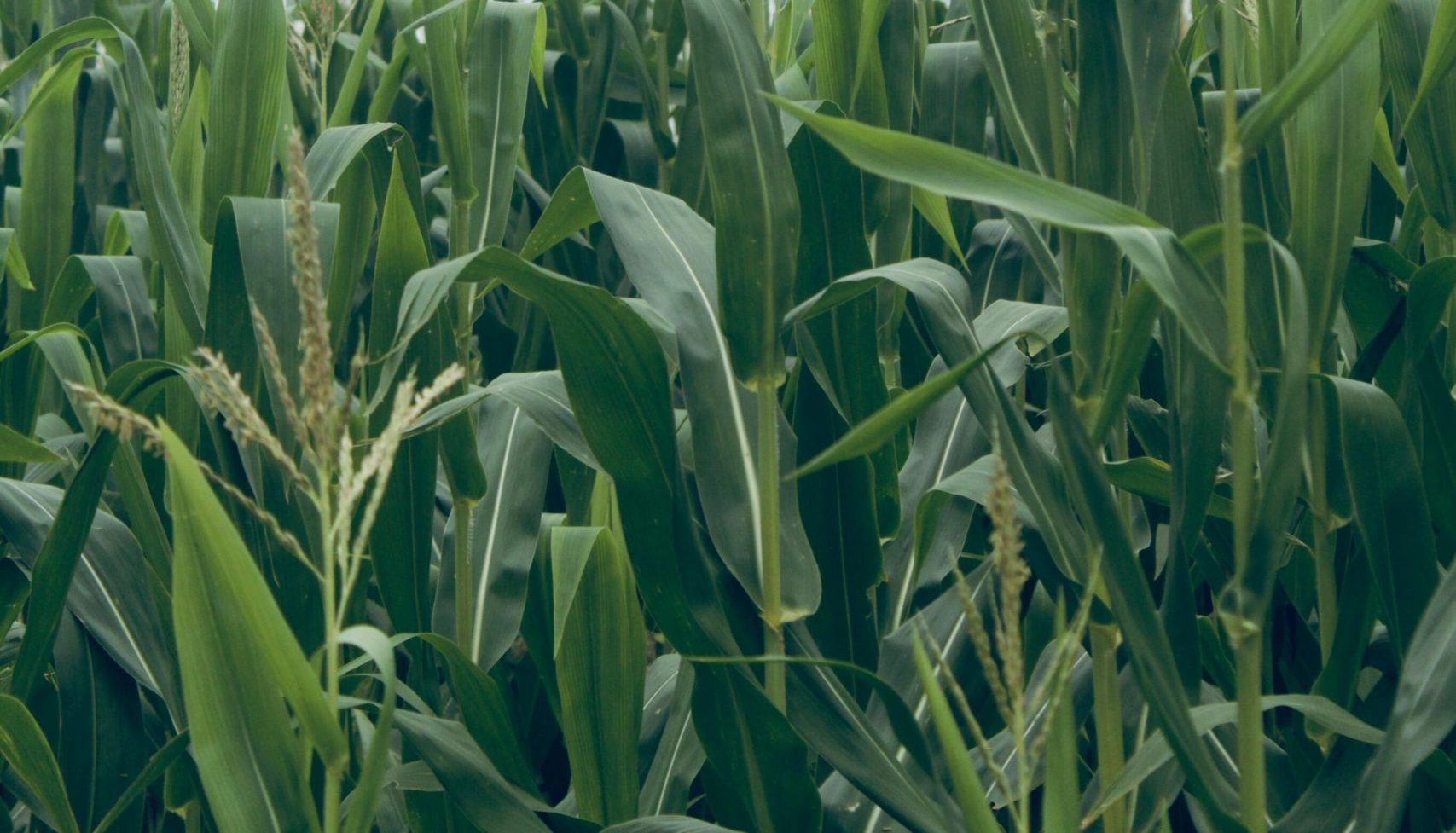 Close-up of a maize crop